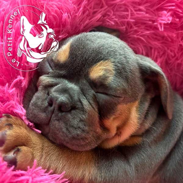 Bulldog Frances Blue and Tan