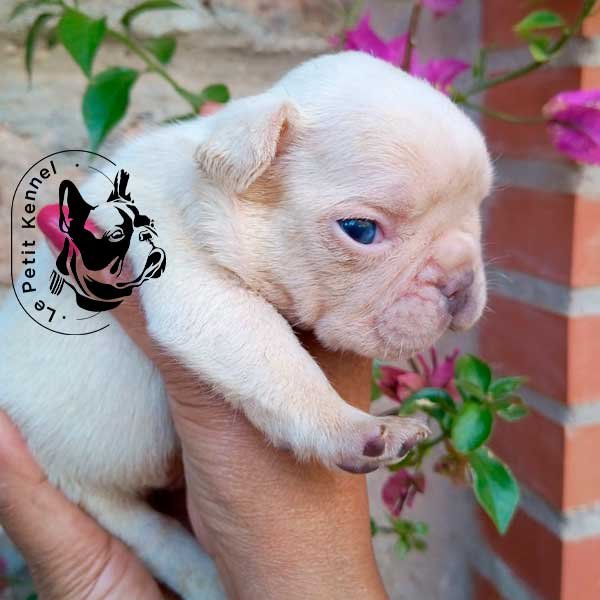 Bulldog Frances Crema